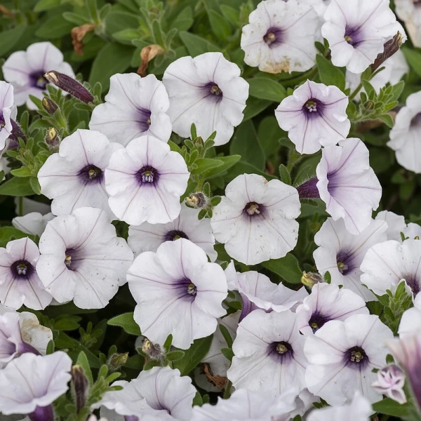 Petunia 'Bubbles White' – kwiatostan